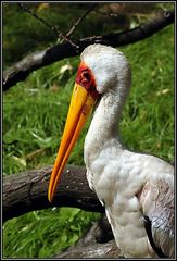 Afrikanischer Nimmersatt_Ibis ibis Portrait