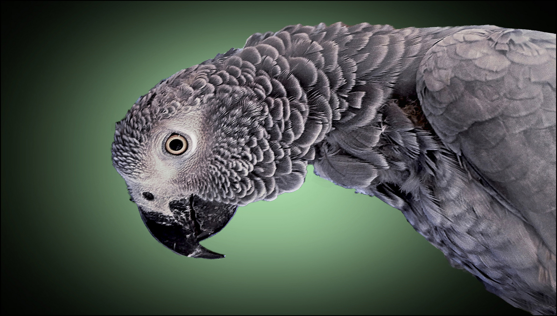 Afrikanischer Papagei 
