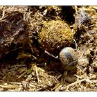 Afrikanischer Pillendreher/Dung Beetle