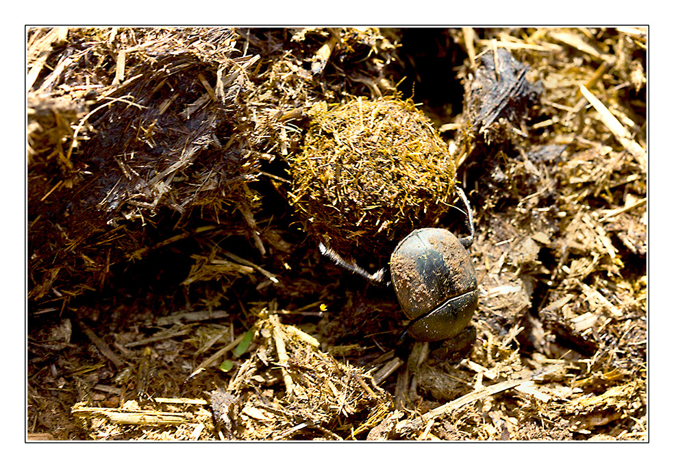 Afrikanischer Pillendreher/Dung Beetle