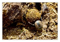 Afrikanischer Pillendreher/Dung Beetle