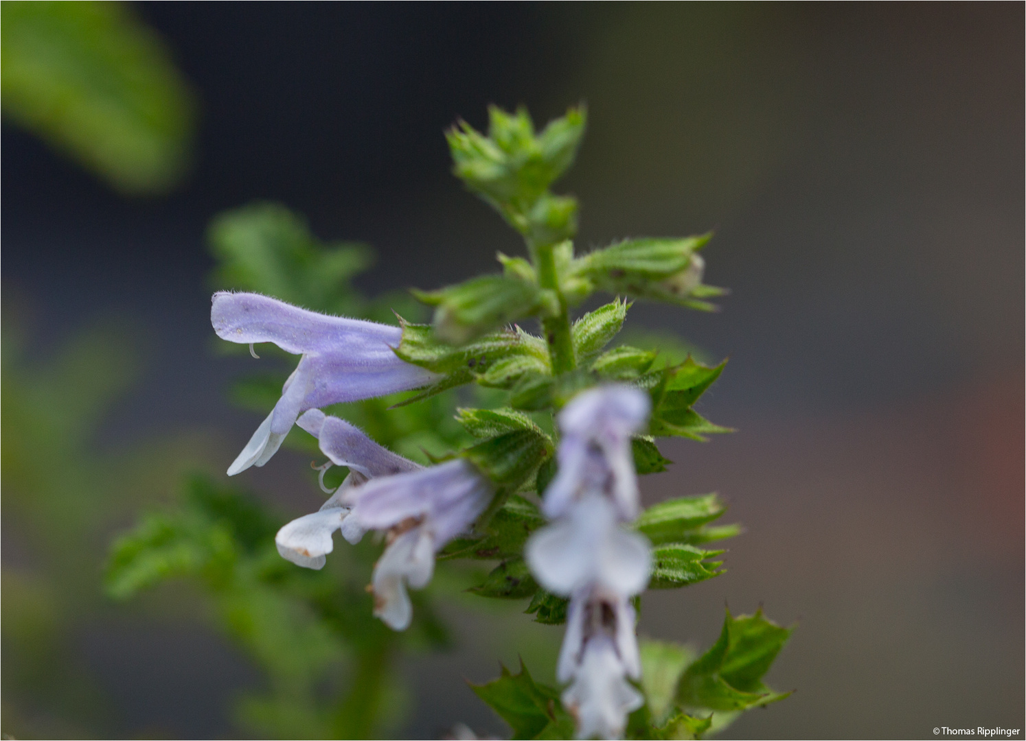 Afrikanischer Salbei (Salvia schlechteri)