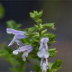 Afrikanischer Salbei (Salvia schlechteri)