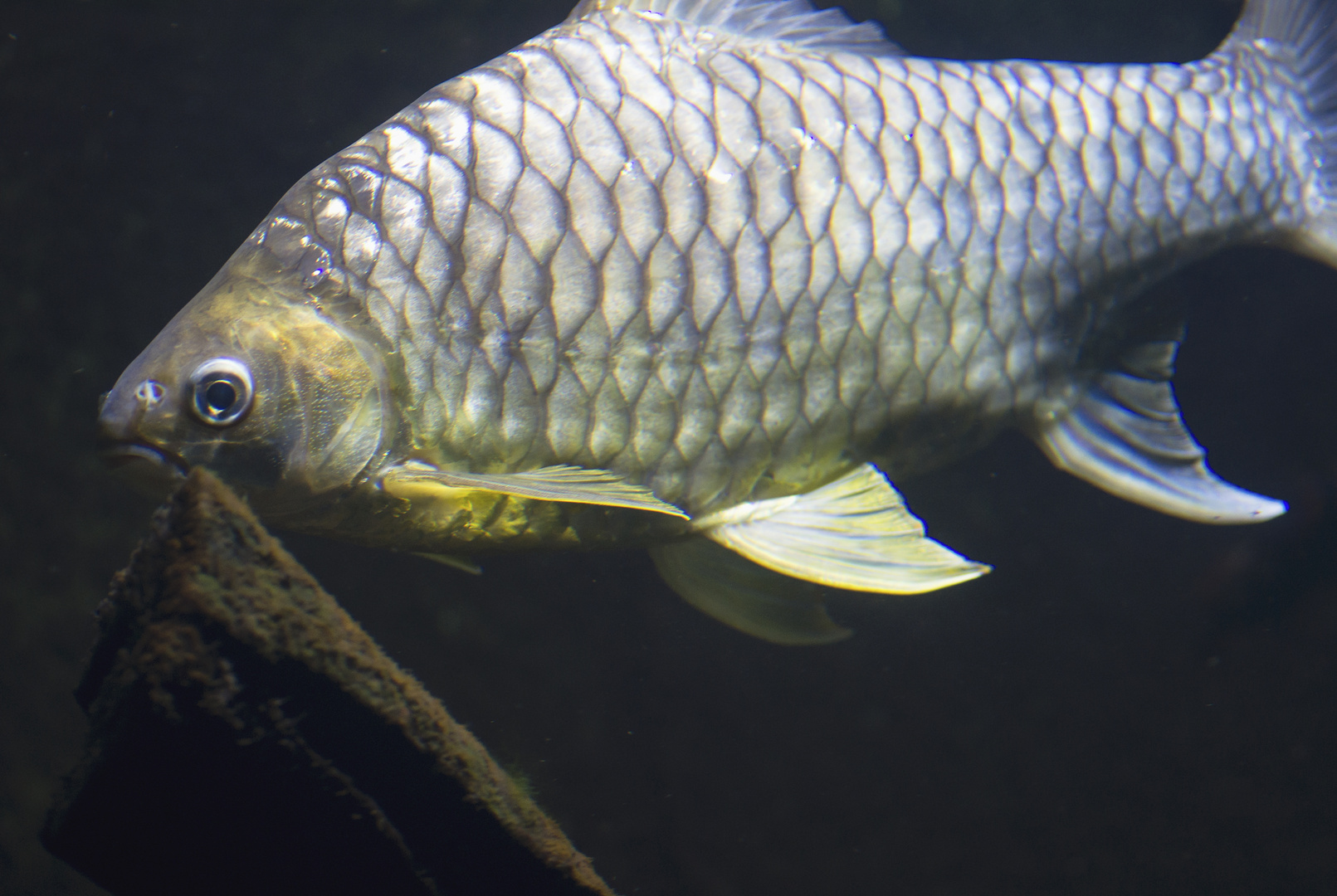 Afrikanischer Salmler im Aquarium von Münchner Tierpark Hellabrunn fotografiert