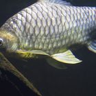 Afrikanischer Salmler im Aquarium von Münchner Tierpark Hellabrunn fotografiert