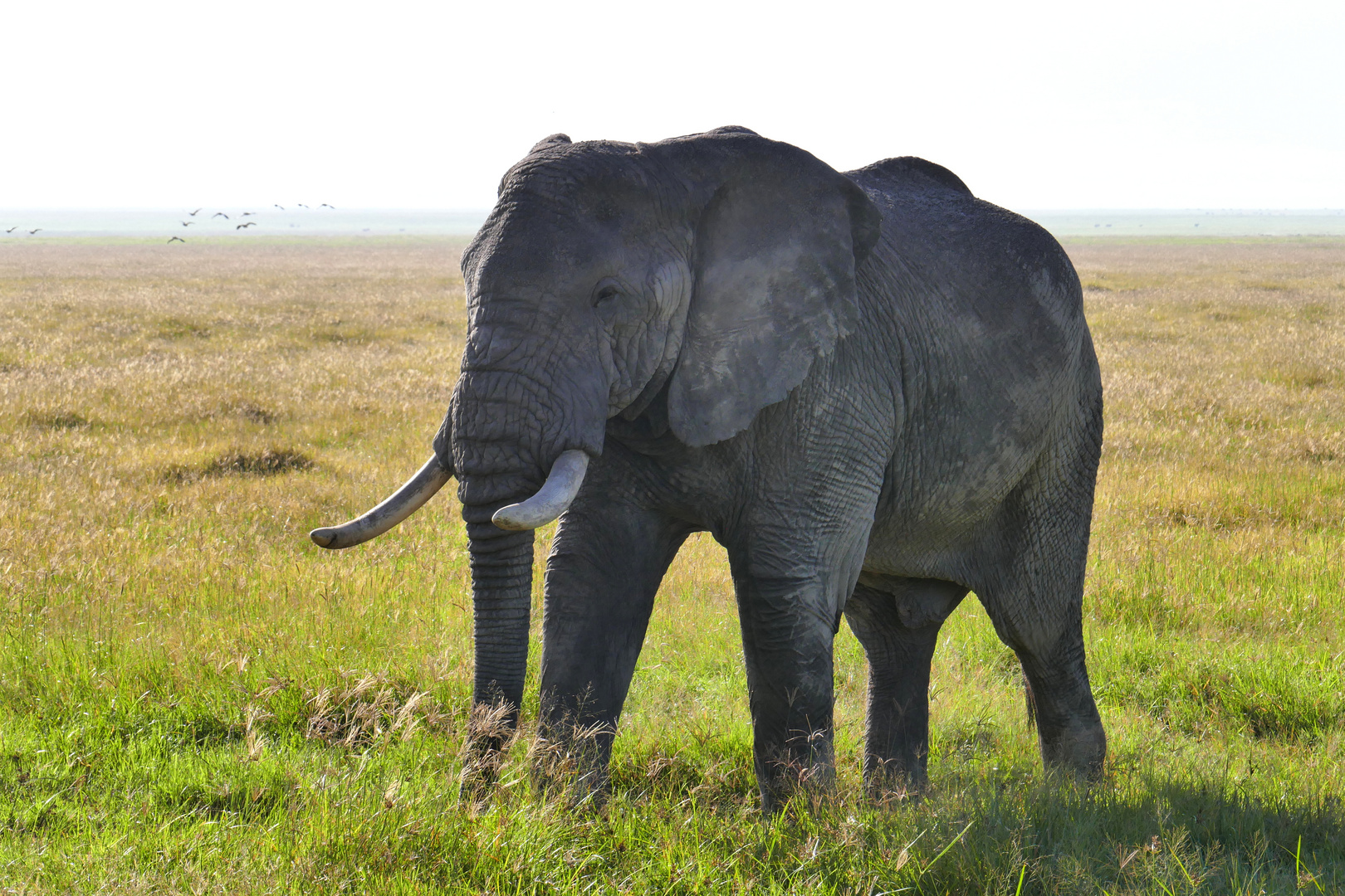 ...Afrikanischer Savannenelefant...