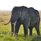 ...Afrikanischer Savannenelefant...