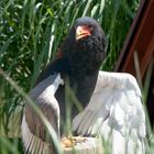 Afrikanischer Schlangenadler (Gauckler)