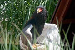 Afrikanischer Schlangenadler (Gauckler)