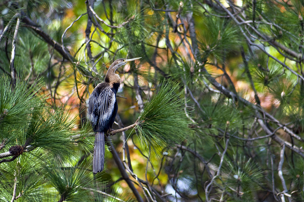 Afrikanischer Schlangenhalsvogel