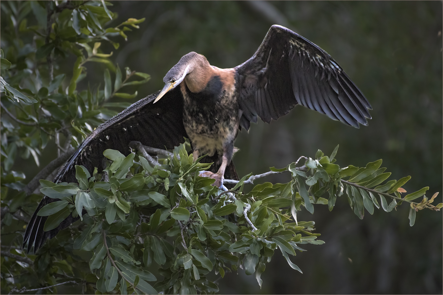 Afrikanischer Schlangenhalsvogel