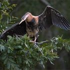 Afrikanischer Schlangenhalsvogel