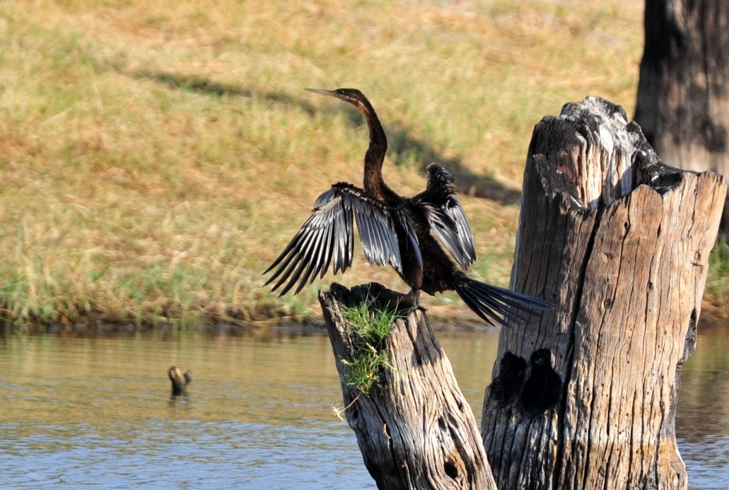 Afrikanischer Schlangenhalsvogel