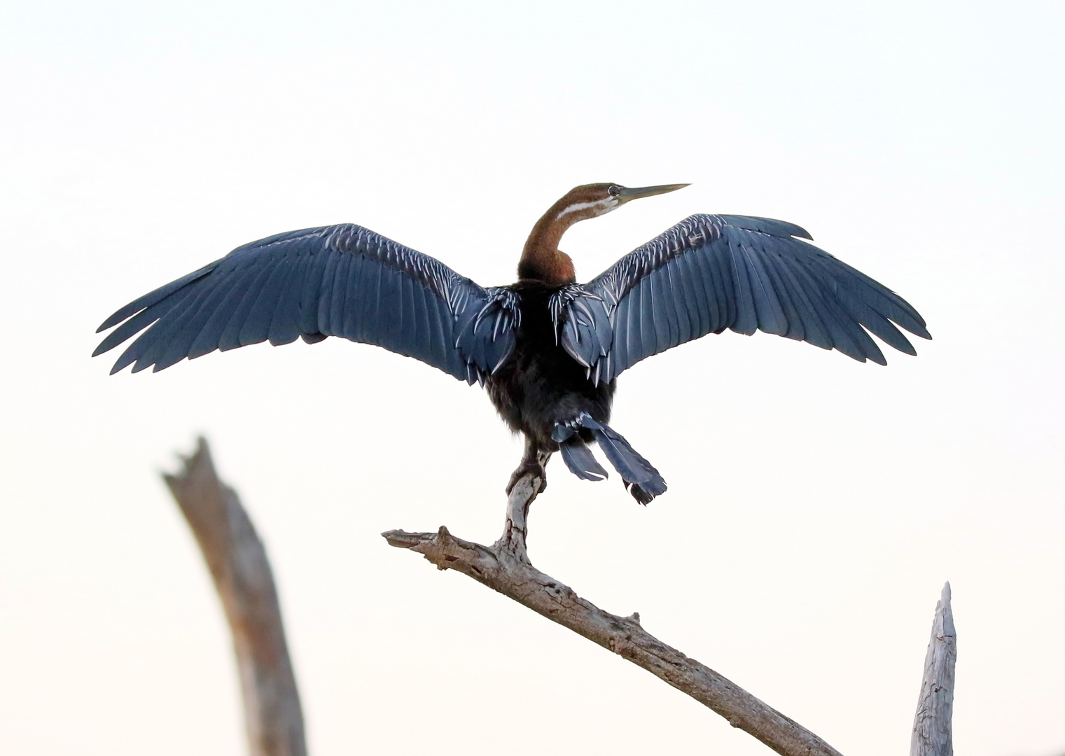 Afrikanischer Schlangenhalsvogel