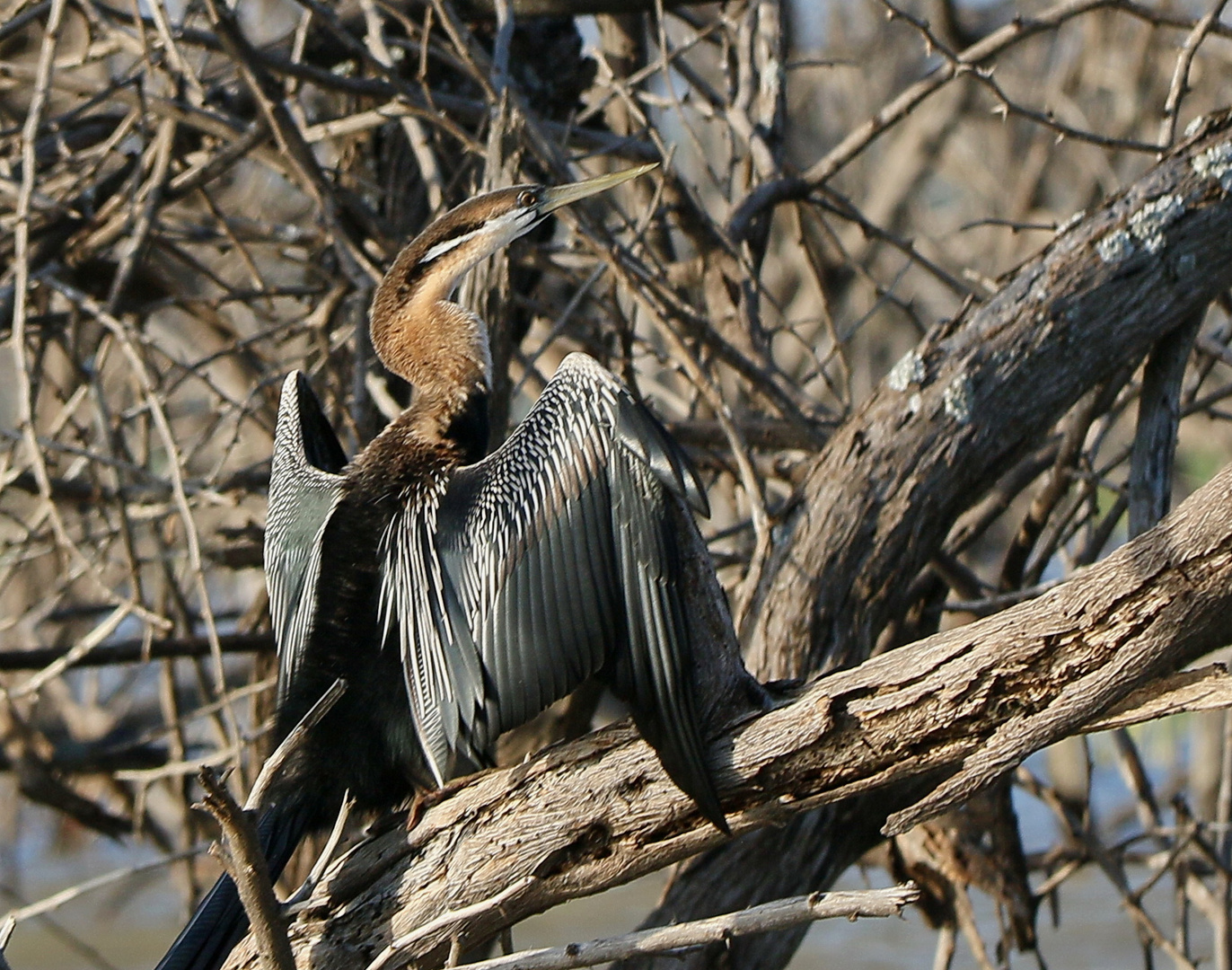 Afrikanischer Schlangenhalsvogel  - Anhinga rufa