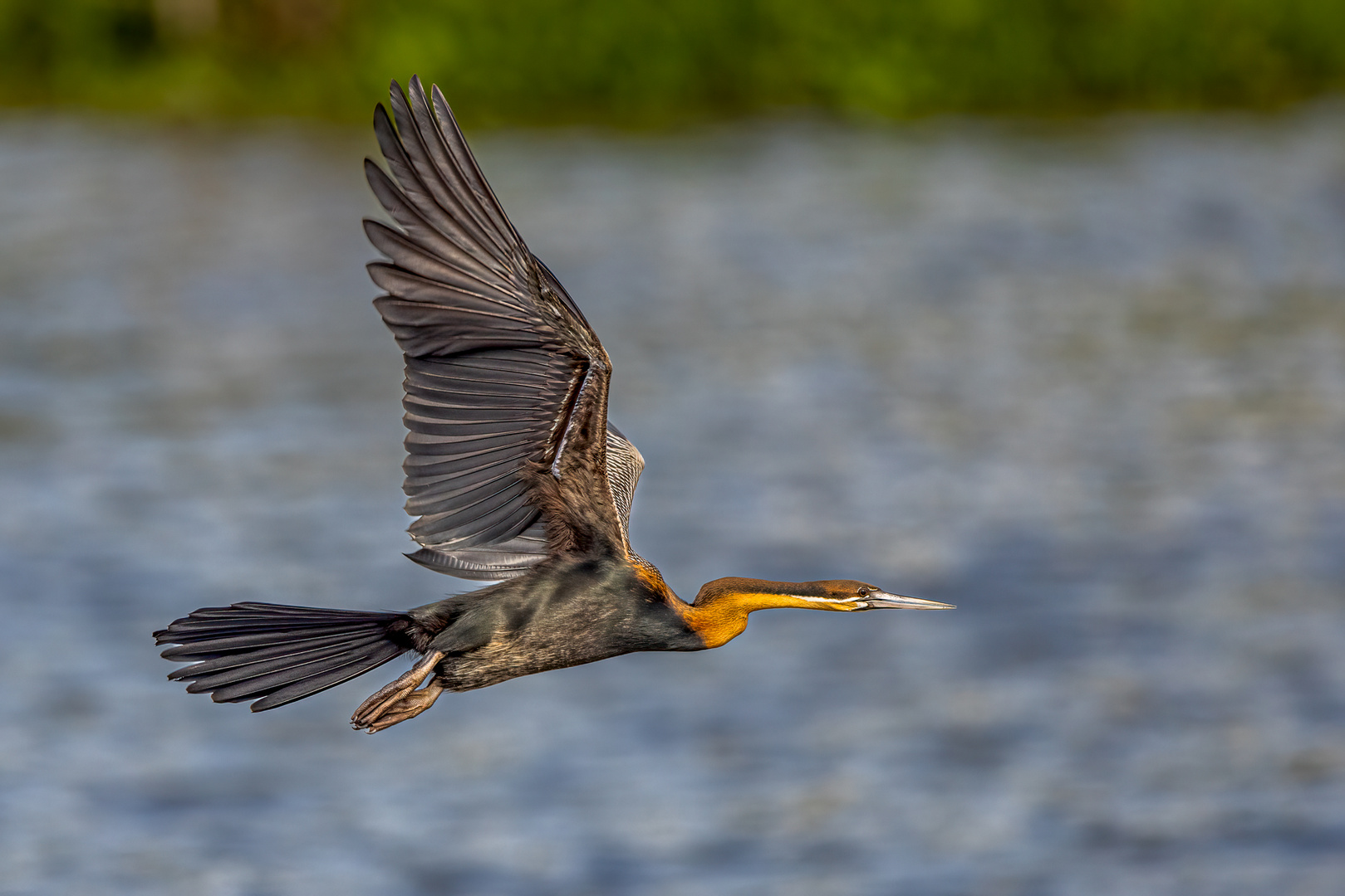 Afrikanischer Schlangenhalsvogel