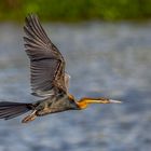 Afrikanischer Schlangenhalsvogel