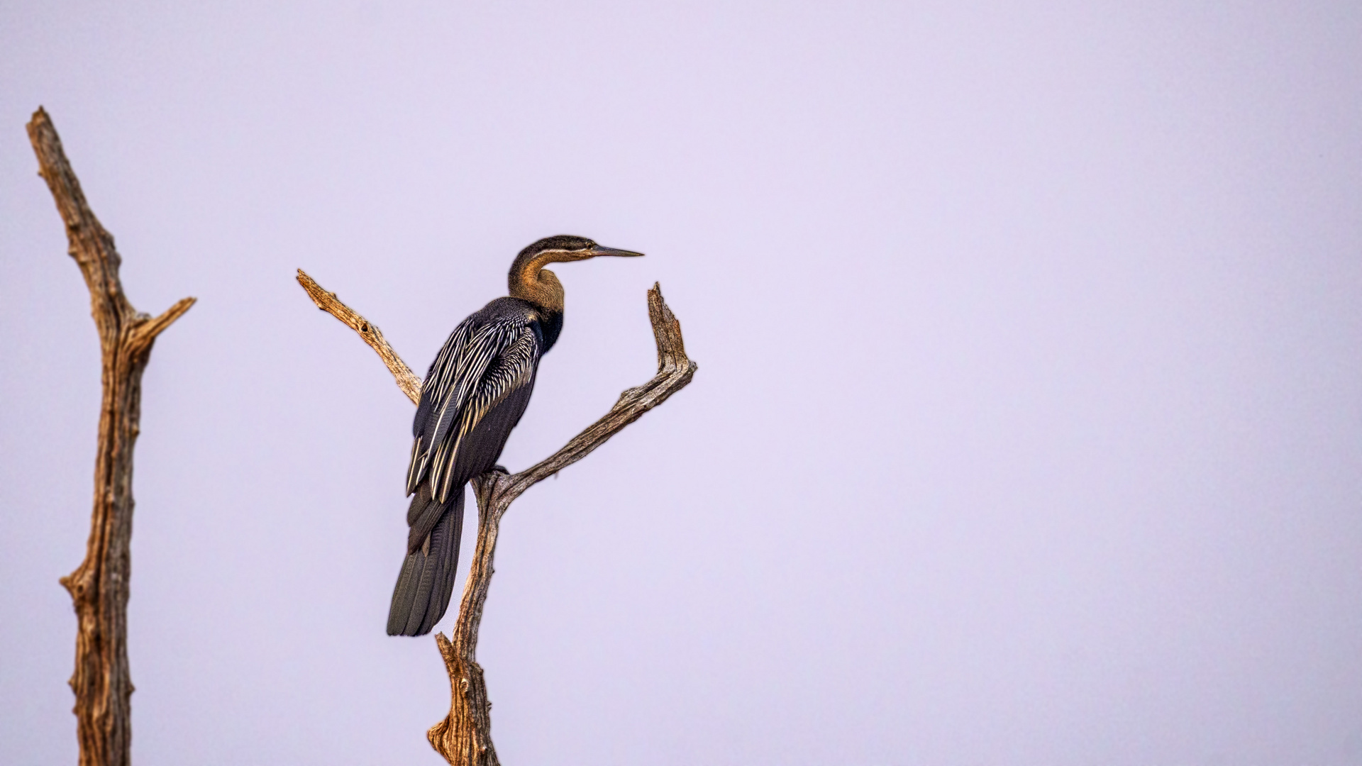 Afrikanischer Schlangenhalsvogel, Matusadona NP, Lake Kariba, Zimbabwe, 2019.09.23