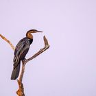 Afrikanischer Schlangenhalsvogel, Matusadona NP, Lake Kariba, Zimbabwe, 2019.09.23