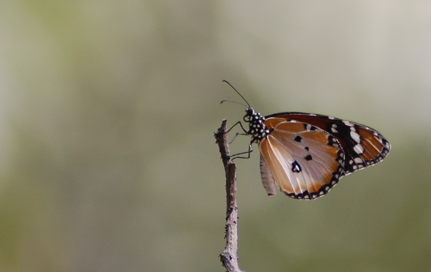 afrikanischer Schmetterling