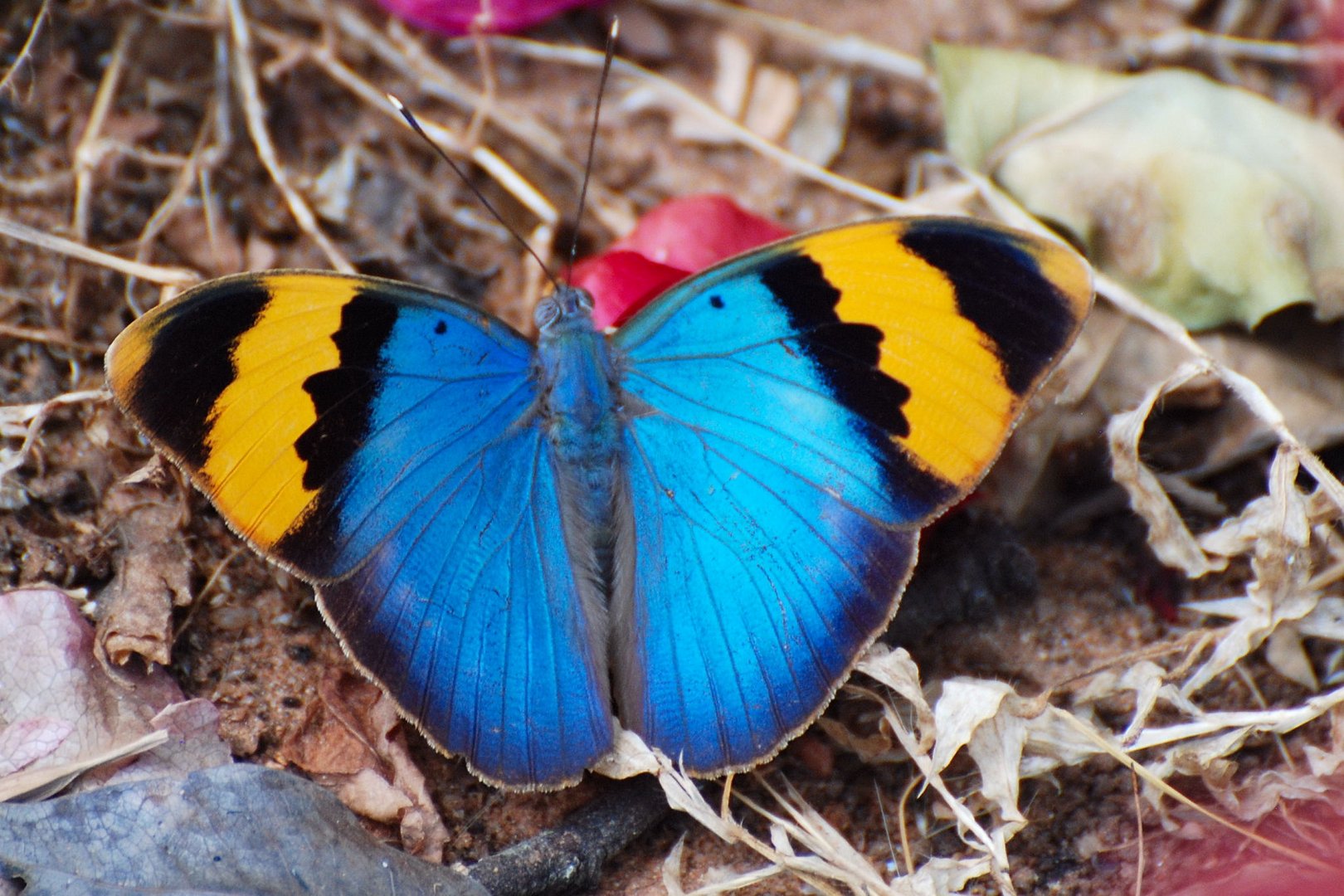 Afrikanischer Schmetterling Foto & Bild | tiere, wildlife