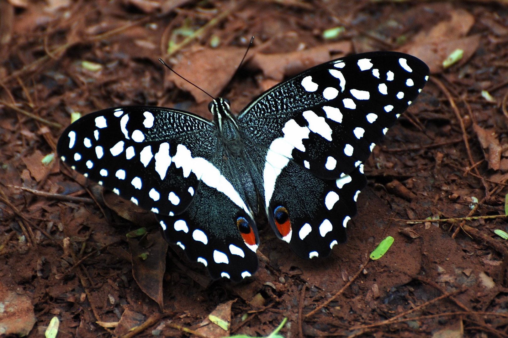 Afrikanischer Schmetterling