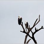 Afrikanischer Schreiadler