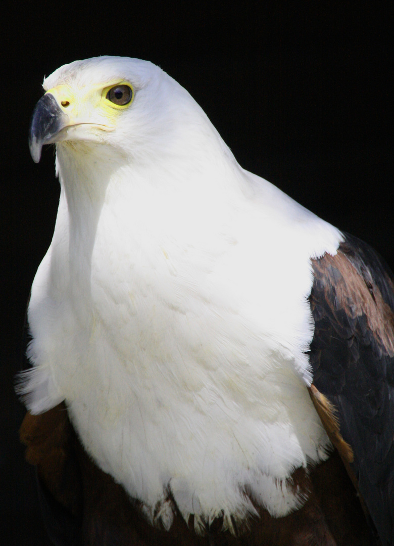 Afrikanischer Schreiadler