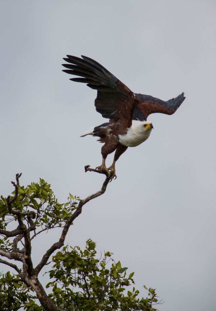 Afrikanischer Schreiseeadler