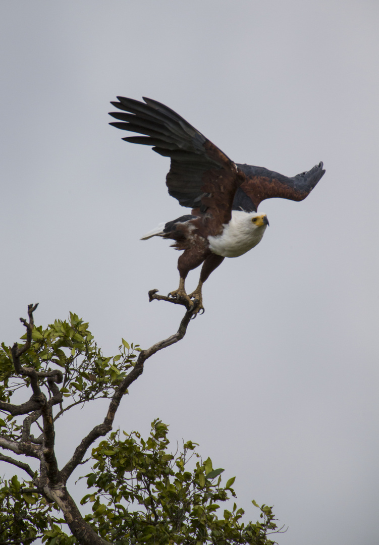 Afrikanischer Schreiseeadler