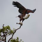 Afrikanischer Schreiseeadler