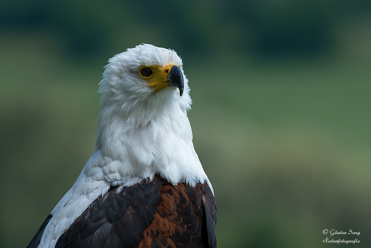 Afrikanischer Schreiseeadler 