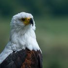 Afrikanischer Schreiseeadler 