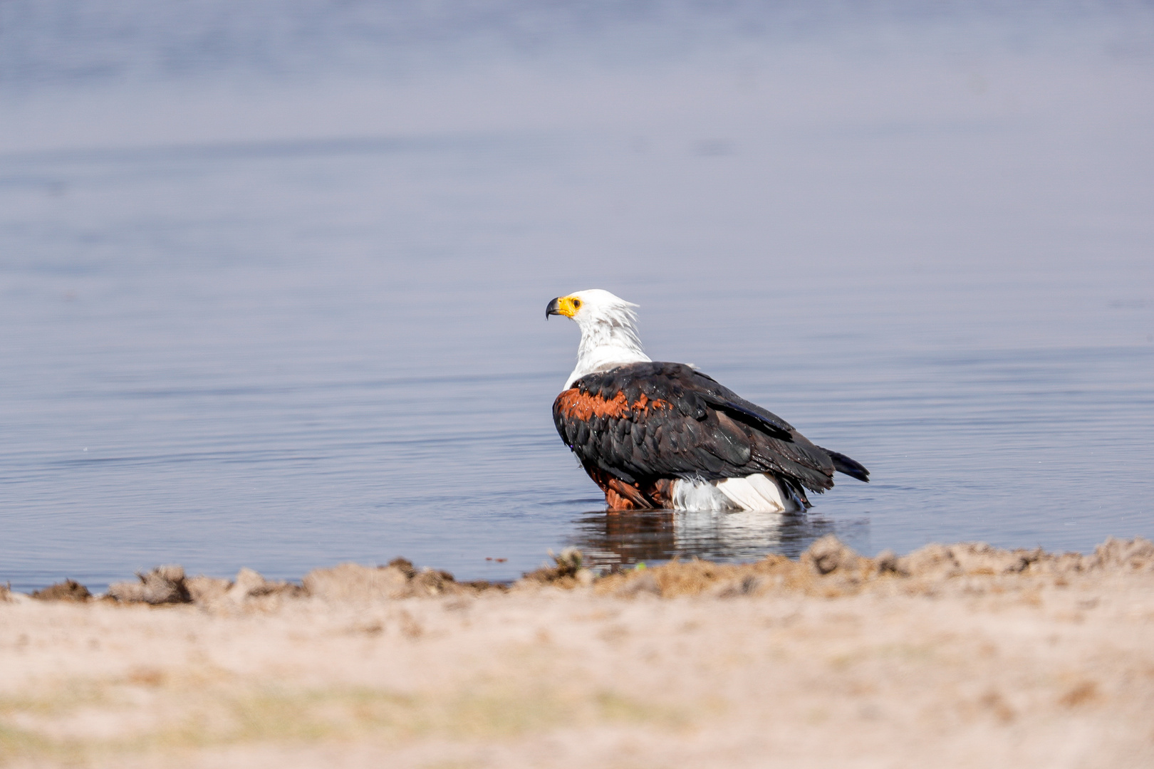 afrikanischer Schreiseeadler