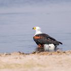 afrikanischer Schreiseeadler