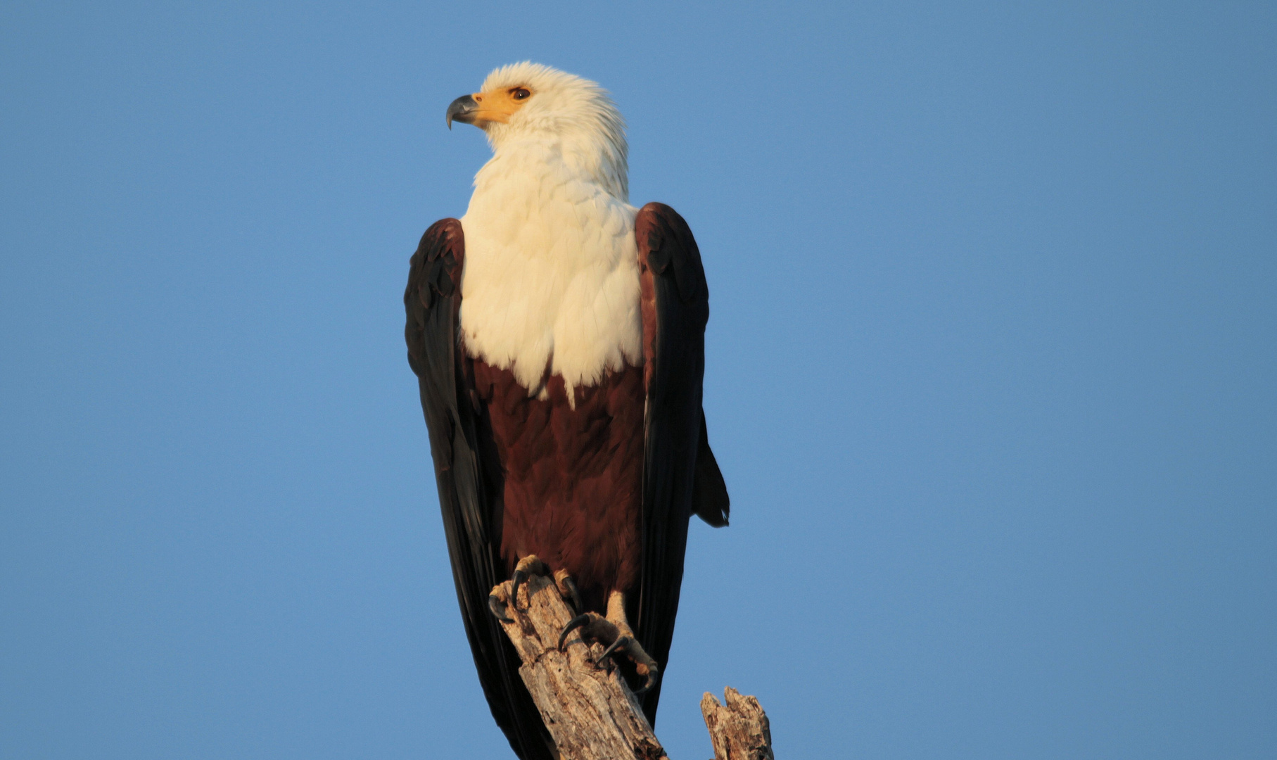 Afrikanischer Schreiseeadler