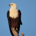 Afrikanischer Schreiseeadler