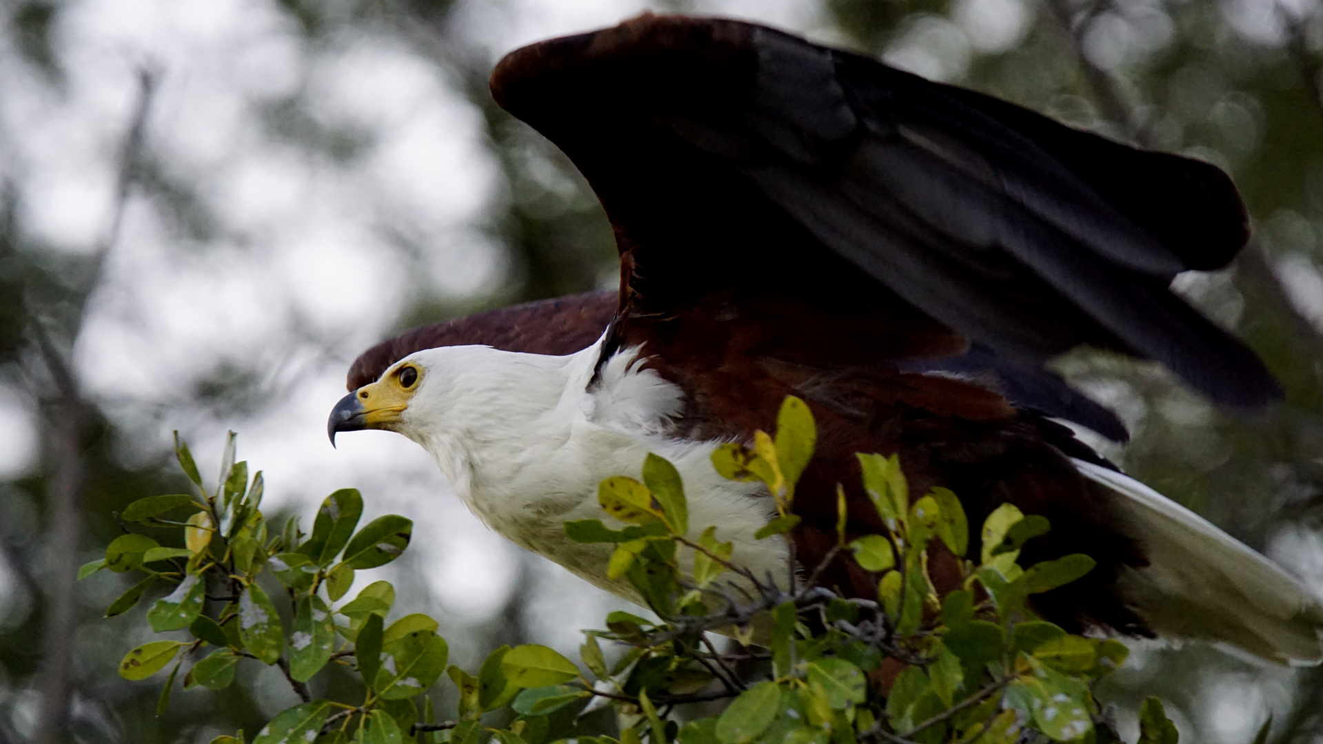 Afrikanischer Schreiseeadler