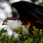 Afrikanischer Schreiseeadler