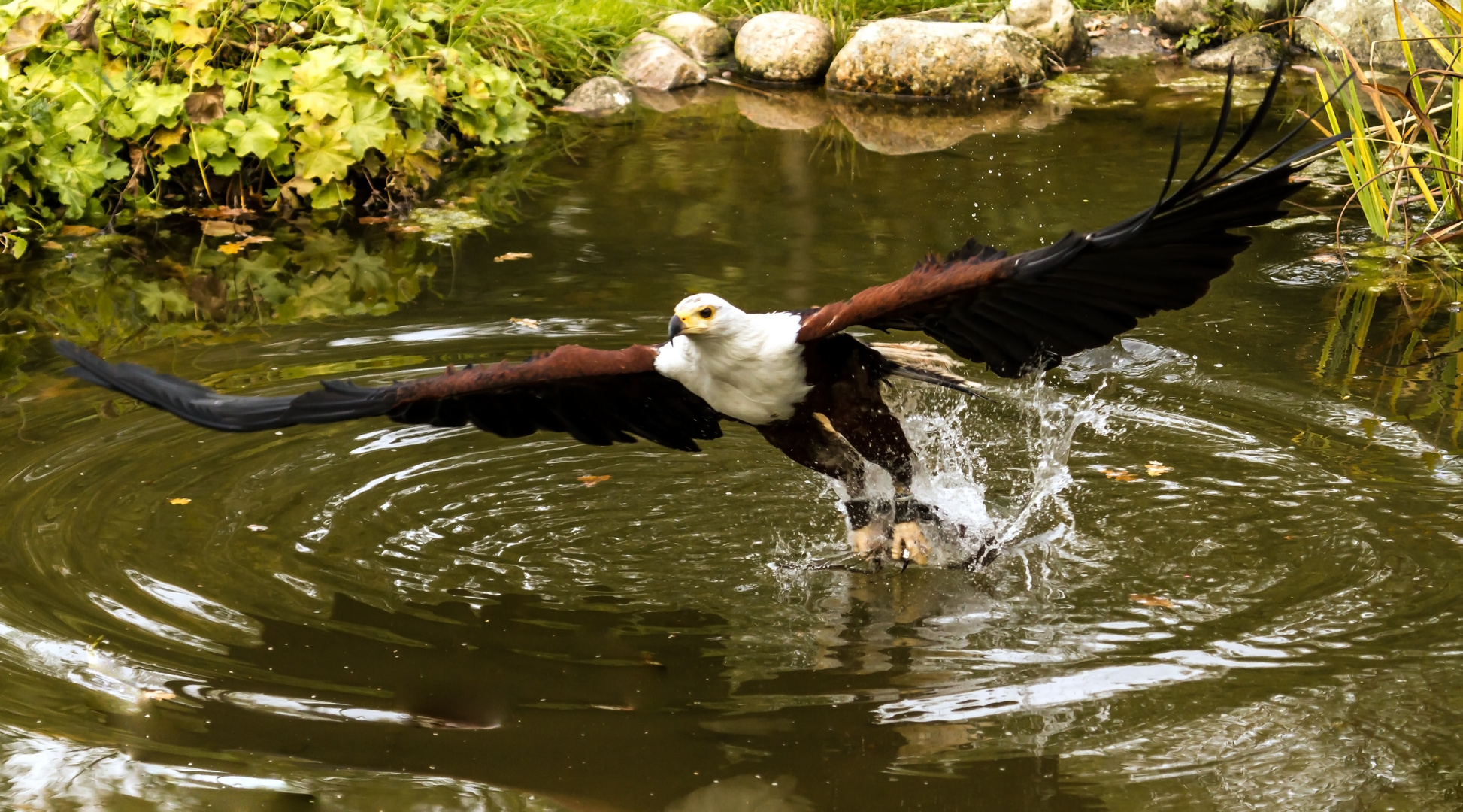 Afrikanischer Schreiseeadler