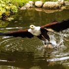 Afrikanischer Schreiseeadler