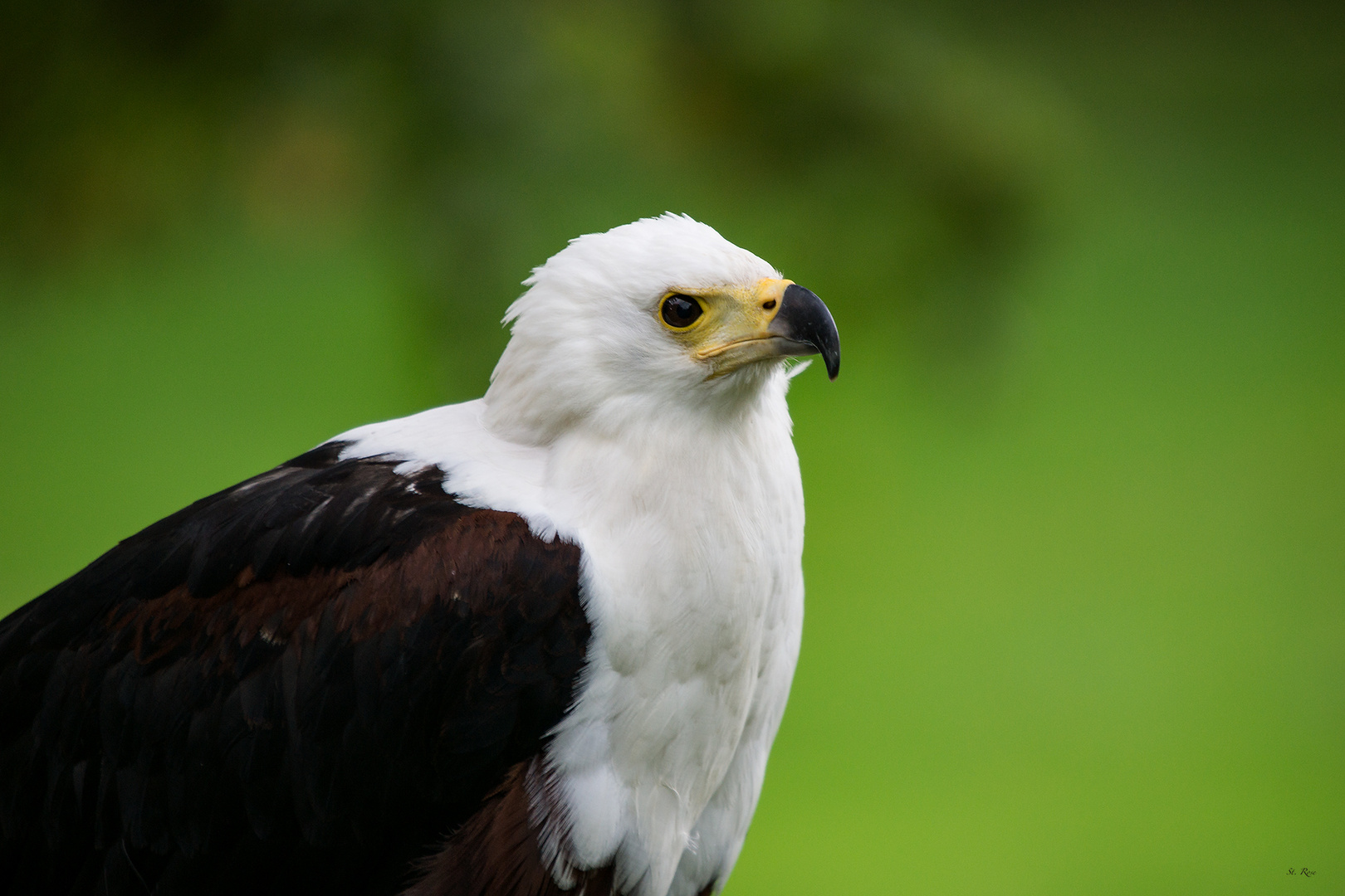 Afrikanischer Schreiseeadler