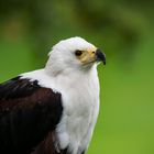 Afrikanischer Schreiseeadler