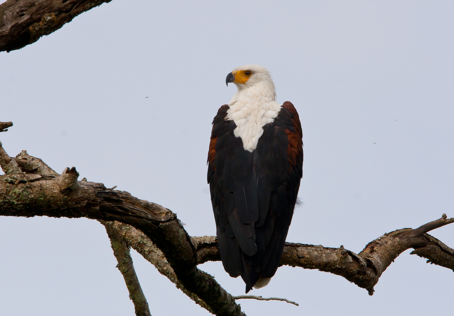 Afrikanischer Schreiseeadler