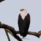 Afrikanischer Schreiseeadler