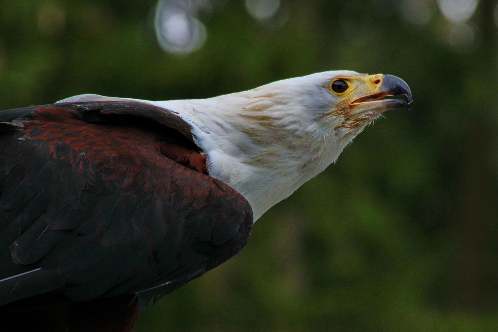 afrikanischer Schreiseeadler - cry for freedom -