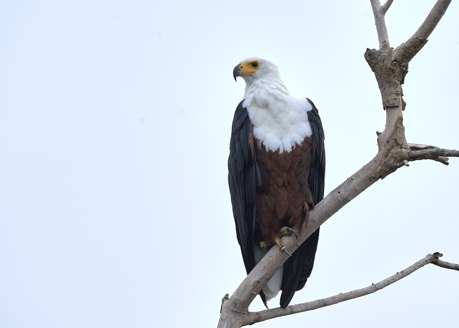 Afrikanischer Schreiseeadler 