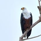 Afrikanischer Schreiseeadler 