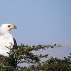 Afrikanischer Schreiseeadler