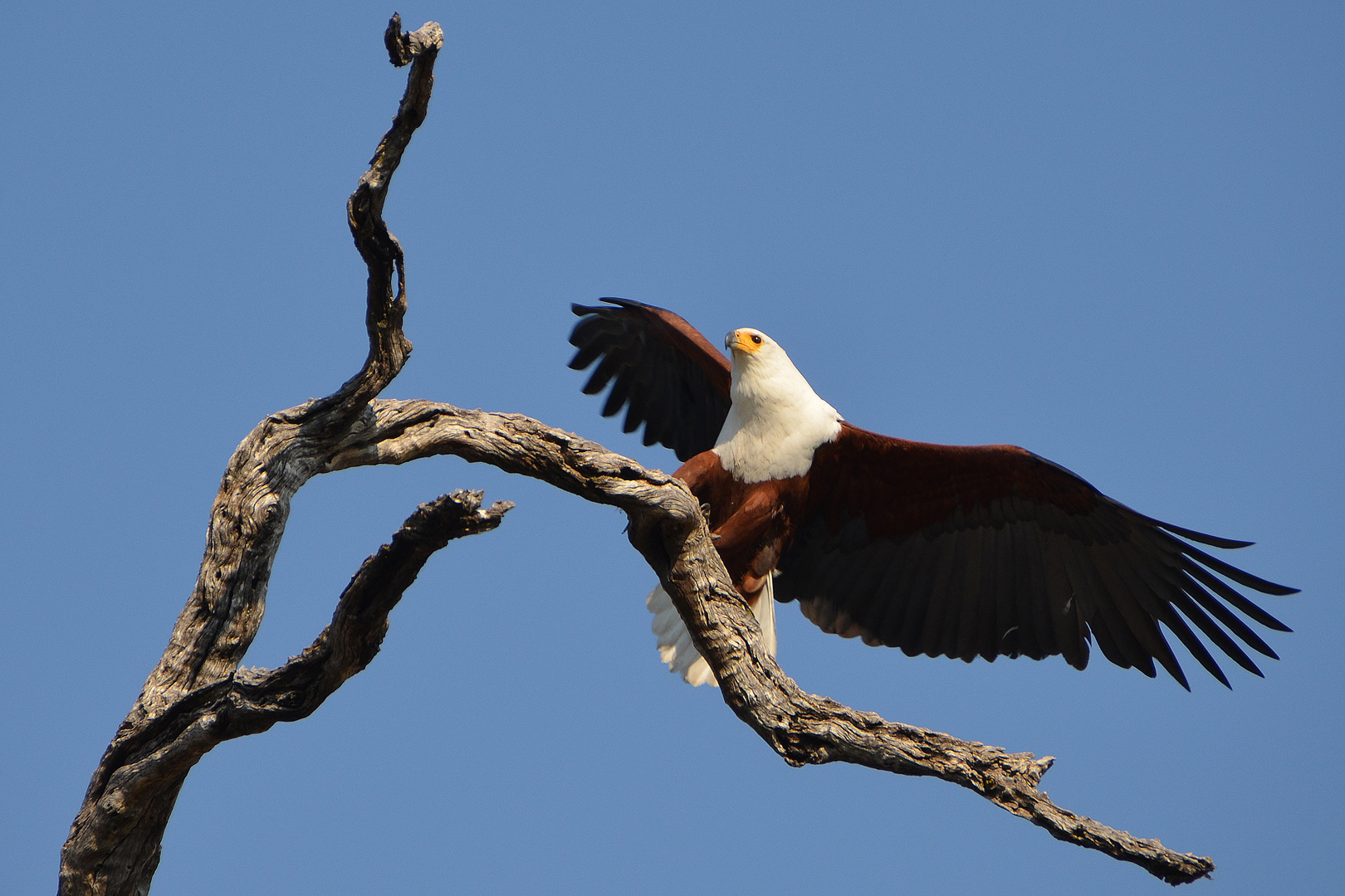 Afrikanischer Schreiseeadler (Haliaeetus vocifer)